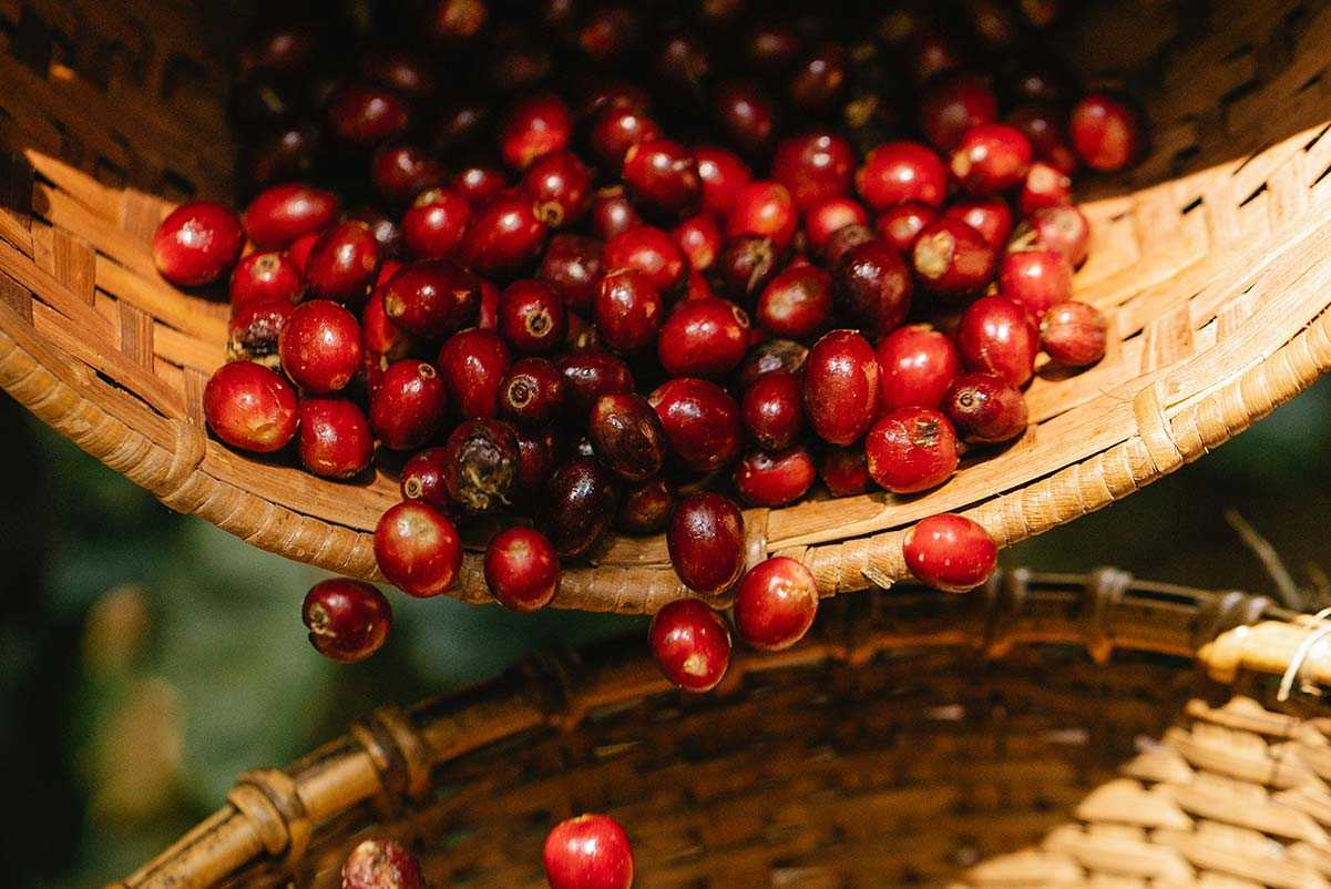 Coffee beans