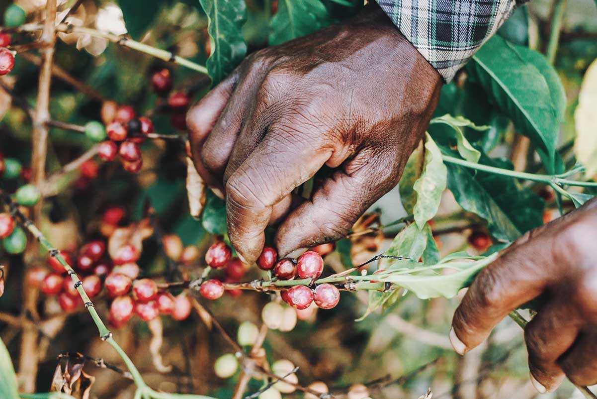 Hands picking nuts